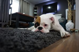 dog on carpet